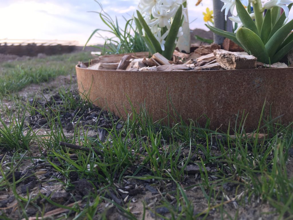 Bordures en acier Corten pour habillage arbre.